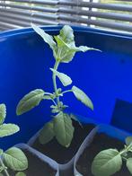 Mooie Tulsi partij, Huis en Inrichting, Kamerplanten, Ophalen of Verzenden, Minder dan 100 cm