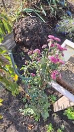 Tegels 30 x 30, Tuin en Terras, Ophalen, Gebruikt, Overige typen, Minder dan 5 m²