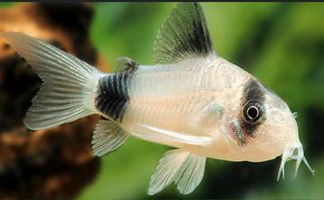 Corydoras Panda XL 3-4 + cm beschikbaar voor biedingen