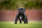 American Bully XXL Dual Ch. Bloedlijn volledig healt tested!, Dieren en Toebehoren, Nederland, Rabiës (hondsdolheid), 8 tot 15 weken