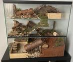 Gerbil terrarium met hamsterscaping, Dieren en Toebehoren, Knaagdieren en Konijnen | Hokken en Kooien, Nieuw, 60 tot 90 cm, Minder dan 75 cm