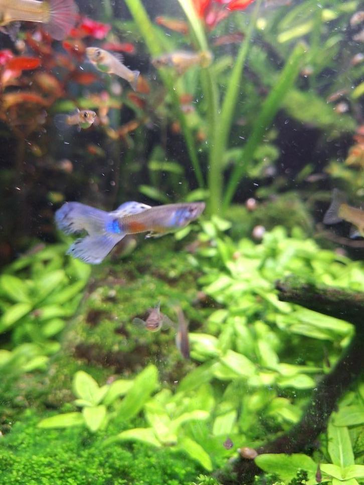 Endler guppen alles voor 5 Euro, Dieren en Toebehoren, Vissen | Aquariumvissen, Zoetwatervis, Vis