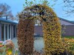 Groene. Beuk  boog, Ophalen of Verzenden, Bloeit niet, Volle zon, Overige soorten