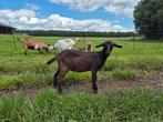 Jong geitje en bokje te koop, hoornloos, Meerdere dieren, Geit