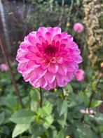 Dahlia knollen, Tuin en Terras, Bloembollen en Zaden, Ophalen of Verzenden, Voorjaar, Volle zon, Knol