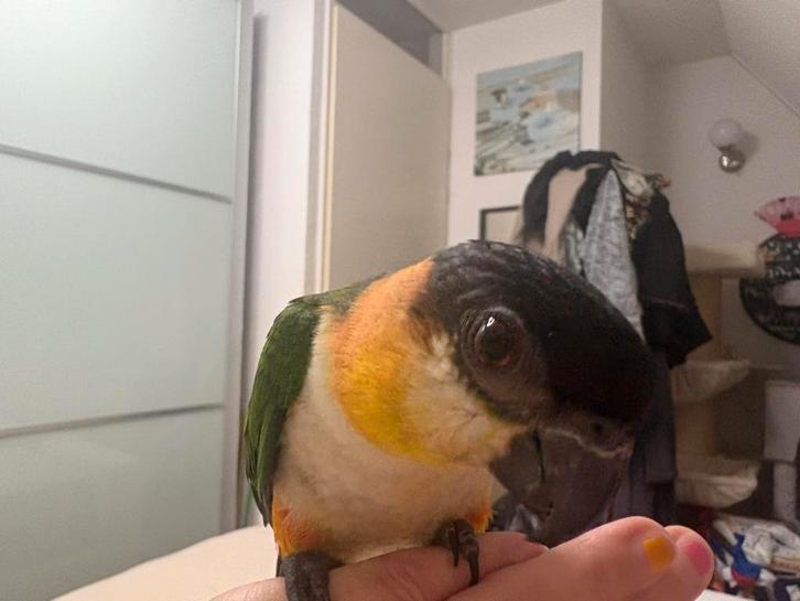 Lieve (super tamme) caique met voer en 2 zakken trosgiers, Dieren en Toebehoren, Vogels | Parkieten en Papegaaien, Dwergpapegaai of Agapornis