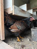 3 barnevelder kriel hennen, Dieren en Toebehoren, Pluimvee, Vrouwelijk, Kip