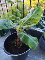 Bananen plant, Tuin en Terras, Planten | Tuinplanten, Ophalen, Zomer