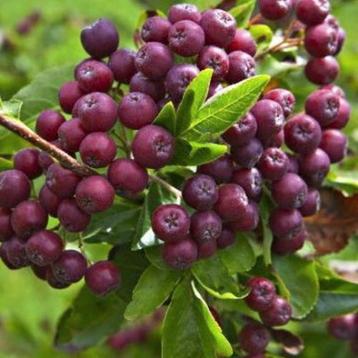Grootvruchtige Lijsterbes (Sorbus 'Burka') beschikbaar voor biedingen