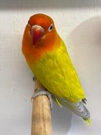 koppel agapornis fischeri dilute pop + split dilute man, Dieren en Toebehoren, Meerdere dieren, Dwergpapegaai of Agapornis, Geringd