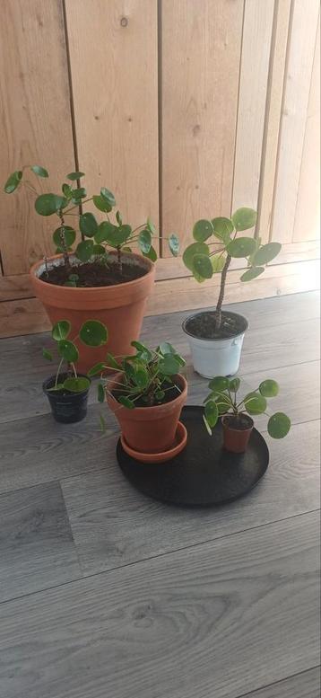 Pannenkoekplant stekjes - Alles in 1 keer! beschikbaar voor biedingen