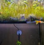 Portie drijfplanten - aquariumplant - Salvinia natans, Kreeft, Krab of Garnaal