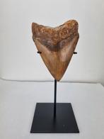 Megalodon Tand 13cm op standaard!, Ophalen of Verzenden, Zo goed als nieuw, Minder dan 100 cm
