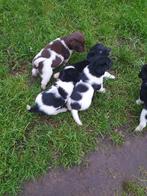 Lieve Friese Stabij Pups / Puppy - teefjes en reutjes, 8 tot 15 weken, CDV (hondenziekte), Meerdere, Meerdere dieren
