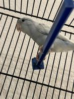 Forpus mannetje in Amerikaans wit, Dieren en Toebehoren, Vogels | Parkieten en Papegaaien, Mannelijk, Papegaai, Geringd