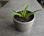 Aloë arborescens stek - in pot, Tuin en Terras, Volle zon, Vaste plant, Herfst, Ophalen