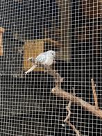 2 mannelijke diamantduiven, Dieren en Toebehoren, Vogels | Duiven