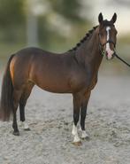 Zeer knappe en lieve Welsh C-pony merrie (3 jaar), Dieren en Toebehoren, Pony's, Merrie, 3 tot 6 jaar