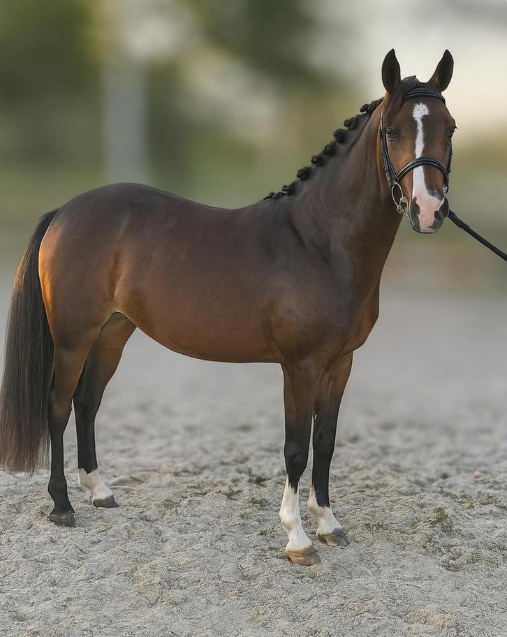 Zeer knappe en lieve Welsh C-pony merrie (3 jaar), Dieren en Toebehoren, Pony's, Merrie, 3 tot 6 jaar