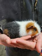 Cavia beertjes, Dieren en Toebehoren, Knaagdieren, Mannelijk, Cavia