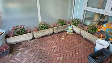 5 mooie bloembakken gevult met mooie plantjes en goede aarde beschikbaar voor biedingen