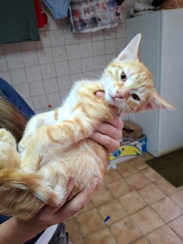Te koop: prachtig getekende rode kittens. Super tam! beschikbaar voor biedingen