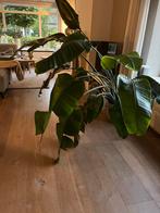 Bananenplant groot XXL, Huis en Inrichting, Kamerplanten, Ophalen, Halfschaduw, Minder dan 100 cm