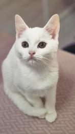 Britse korthaar, Dieren en Toebehoren, Katten en Kittens | Raskatten | Korthaar, Kater, Ontwormd