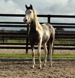Opvallend mooie valk en grijsbonte, 2jr ruinen, E pony (1.48m - 1.57m), Ruin, Niet van toepassing, Springpony