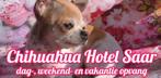 Chihuahua Hotel Saar opvang, pomeranian,huiselijke sfeer, Pension of Dagopvang