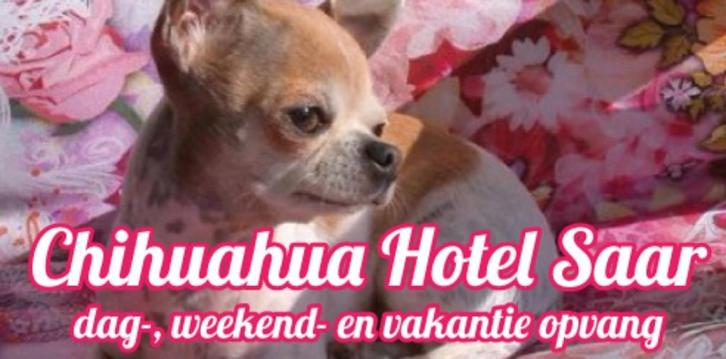 Chihuahua Hotel Saar opvang, pomeranian,huiselijke sfeer, Diensten en Vakmensen, Dieren | Honden | Verzorging, Oppas en Les, Pension of Dagopvang