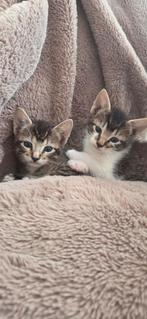 Kruising Bengaal kruising  tabby kat, Dieren en Toebehoren, Poes, Ontwormd