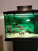 Malawi cichlide tekoop. 15 stuks, Dieren en Toebehoren, Vis