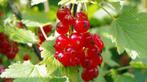 **ACTIE** Ribes rubrum, rode bes, aalbes inheems, Ophalen of Verzenden, Overige soorten, Struik, Minder dan 100 cm