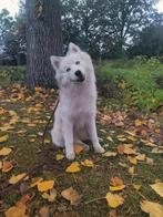 Prachtige en lieve Pomsky pup van 6 maanden, blauwe ogen, Nederland, 15 weken tot 1 jaar, CDV (hondenziekte), Teef