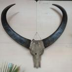 Giga buffel schedel met hoorns, Antiek en Kunst, Curiosa en Brocante, Ophalen