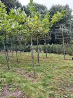 Dakplatanen in pot, 100 tot 250 cm, Dakboom, Ophalen, Volle zon