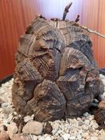 Dioscorea mexicana XL, caudex, rare succulent, plant, Verzenden, Overige soorten, Minder dan 100 cm