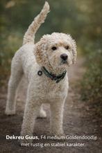 Dekreu Guus, F4 medium Goldendoodle supet lief karakter., Reu, Parvo, Eén hond, Nederland