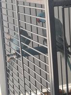 Halsbandparkiet koppel, Dieren en Toebehoren, Meerdere dieren, Parkiet