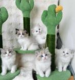 3 Krabpalen voor Katten Cactus Krabpaal 58 x 33cmx3 stuks, Dieren en Toebehoren, Verzenden, Nieuw, Krabpaal