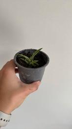 Spiderplant / graslelie, Ophalen, Overige soorten, Minder dan 100 cm