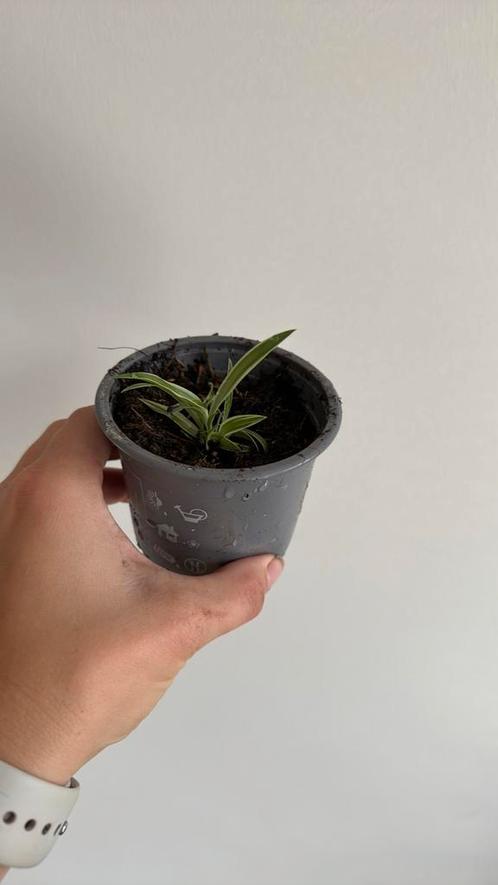 Spiderplant / graslelie, Huis en Inrichting, Kamerplanten, Overige soorten, Minder dan 100 cm, Ophalen