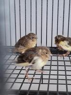 Mooie jonge gezonde kanaries, Dieren en Toebehoren, Meerdere dieren, Kleurkanarie