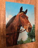 Bruin paard, Verzamelen, Ansichtkaarten | Dieren, Verzenden, Gelopen, Paard
