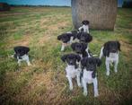 Super leuke Friese Stabij pups, zoeken nieuwe baasjes!, Dieren en Toebehoren, Honden | Retrievers, Spaniëls en Waterhonden, 15 weken tot 1 jaar