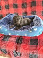 Dwergteckel x poedel pups!  Doxiepoo. (teefjes), Dieren en Toebehoren, CDV (hondenziekte), 8 tot 15 weken, Teef, Dwerg
