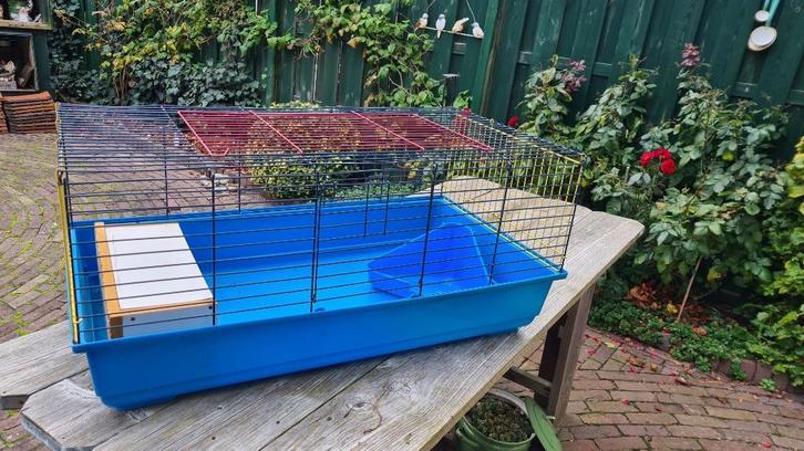 caviakooi, Dieren en Toebehoren, Knaagdieren en Konijnen | Hokken en Kooien, Gebruikt, Kooi, Minder dan 60 cm, 75 tot 110 cm, Cavia