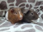 Jonge lieve cavia beertjes, Dieren en Toebehoren, Knaagdieren, Juni, Mannelijk, Cavia