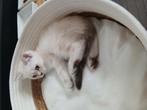 Britse korthaar x ragdoll kittens mogen direct mee, Dieren en Toebehoren, Katten en Kittens | Raskatten | Langhaar